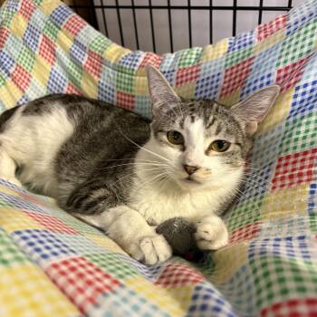 Katie -  Tabby Cat for Adoption in Linden, New Jersey - Katie | PetCurious