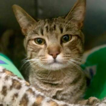 Jordan -  Domestic Short Hair Cat for Adoption - Jordan | PetCurious