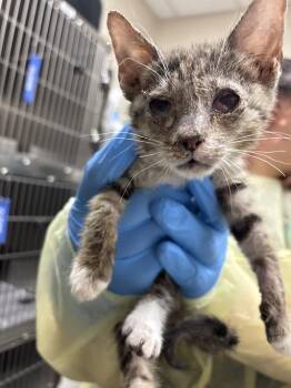 Domestic Short Hair Cats Available for Adoption in Las Vegas, Nevada - FORTUNE COOKIE | PetCurious