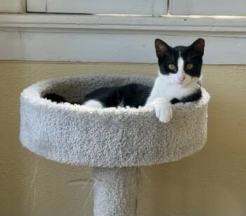 Rescue Domestic Short Hair Cats for Adoption in Fort Worth, Texas - Ladybird | PetCurious