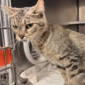 Nutmeg -  Domestic Short Hair Cat for Adoption in TIMBERCRK CYN, Texas - Nutmeg | PetCurious
