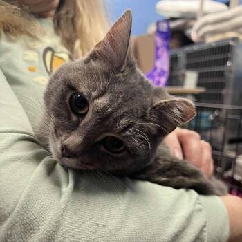 Rescue Domestic Short Hair Cats for Adoption in Candler, North Carolina - Yoselin | PetCurious