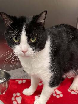 Domino -  Domestic Short Hair Cat for Adoption in Covington, Virginia - Domino | PetCurious