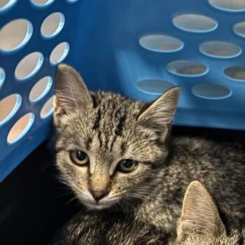 Rescue Domestic Short Hair Cats for Adoption in Salt Lake City, Utah - Essen | PetCurious