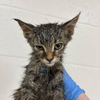SVAS-Stray-38921 -  Domestic Short Hair Cat for Adoption in Lyndhurst, Virginia - SVAS-Stray-38921 | PetCurious