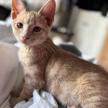 Domestic Short Hair Cats Available for Adoption in Plainfield, Illinois - Kaya | PetCurious