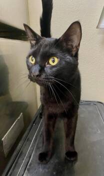 Lorcan -  Domestic Short Hair Cat for Adoption in Fargo, North Dakota - Lorcan | PetCurious