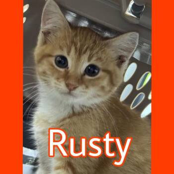 Rusty -  Domestic Medium Hair Cat for Adoption in Marble, North Carolina - Rusty | PetCurious