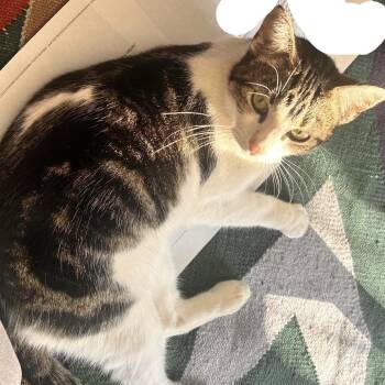 Rescue Domestic Short Hair Cats for Adoption in Tulsa, Oklahoma - Judi | PetCurious