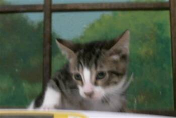WINSLOW -  Domestic Short Hair Cat for Adoption in Houston, Texas - WINSLOW | PetCurious