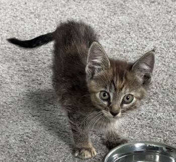 Aelin -  Domestic Short Hair Cat for Adoption in Kansas City, Missouri - Aelin | PetCurious