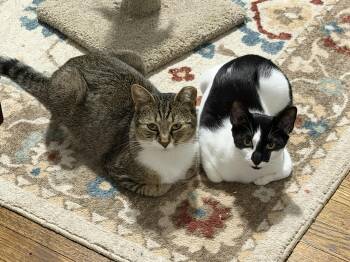 Rescue Domestic Short Hair Cats for Adoption in Fairfax, Virginia - Mama Pickle And Baby Yin Yang | PetCurious