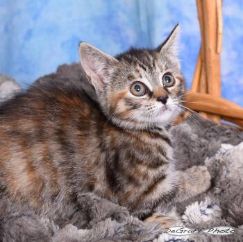 Domestic Short Hair Cats Available for Adoption in Pittsboro, North Carolina - Dash | PetCurious