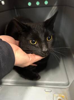 Domestic Short Hair Cats Available for Adoption - Dynasty | PetCurious