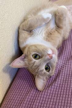 Hen -  Domestic Short Hair and Tabby Cat for Adoption in Fargo, North Dakota - Hen | PetCurious