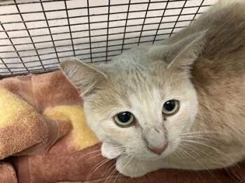 Marigold -  Domestic Short Hair Cat for Adoption in Woodbury, Minnesota - Marigold | PetCurious