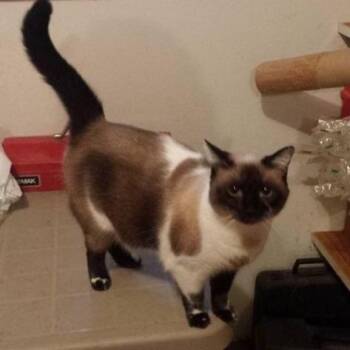 Siamese Cats Available for Adoption - Madame Kitty | PetCurious