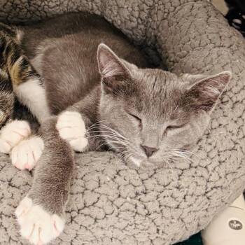 Bonk -  Domestic Short Hair Cat for Adoption in Los Angeles, California - Bonk | PetCurious