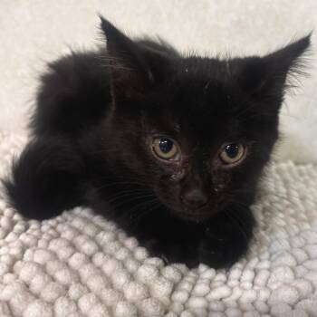 Beanie Baby -  Domestic Short Hair Cat for Adoption in Belleville, Illinois - Beanie Baby | PetCurious
