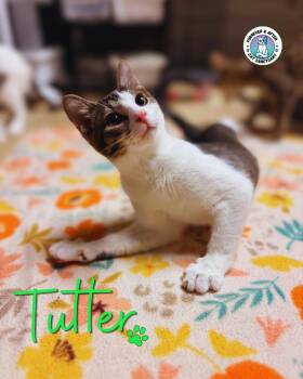 Tutter -  Domestic Short Hair Cat for Adoption in Austintown, Ohio - Tutter | PetCurious