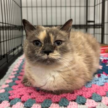 Diana -  Domestic Long Hair Cat for Adoption in Inwood, West Virginia - Diana | PetCurious