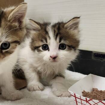 Rescue Domestic Long Hair Cats for Adoption - Lucy | PetCurious