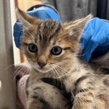 Samurai -  Domestic Short Hair Cat for Adoption in Reno, Nevada - Samurai | PetCurious