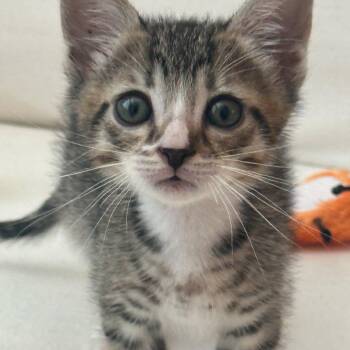 Domestic Short Hair Cats Available for Adoption in Long Beach, California - Kidd | PetCurious