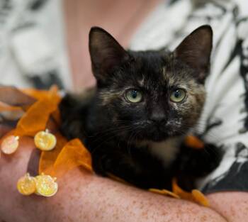 Rescue Domestic Short Hair Cats for Adoption in Chicago, Illinois - Pasilla | PetCurious