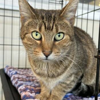 Domestic Short Hair Cats Available for Adoption - Bootsy | PetCurious