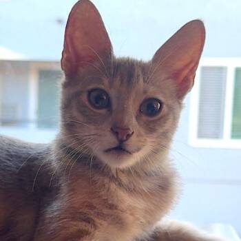 Frankie -  Domestic Short Hair Cat for Adoption in San Diego, California - Frankie | PetCurious