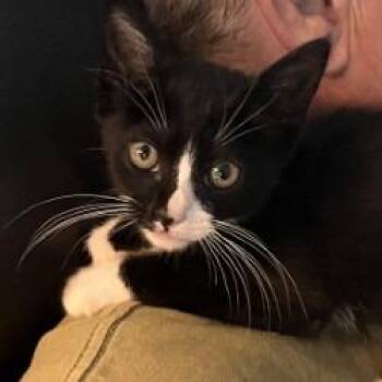 Eclair -  Domestic Short Hair Cat for Adoption in West Palm Beach, Florida - Eclair | PetCurious