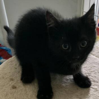 Spooky Estep -  Domestic Short Hair Cat for Adoption in Woodstock, Virginia - Spooky Estep | PetCurious