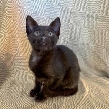 Domestic Short Hair Cats Available for Adoption in Honolulu, Hawaii - Stormy | PetCurious