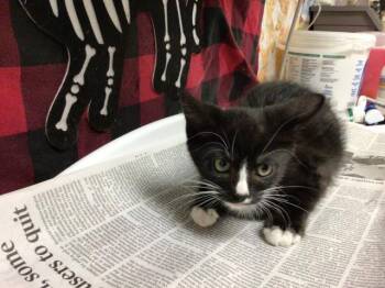 SALEM -  Domestic Short Hair Cat for Adoption in Riverside, California - SALEM | PetCurious
