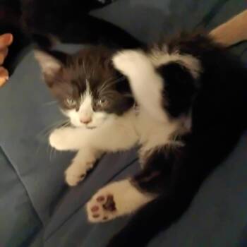 Domestic Short Hair Cats Available for Adoption in Carmel, Indiana - Duncan | PetCurious