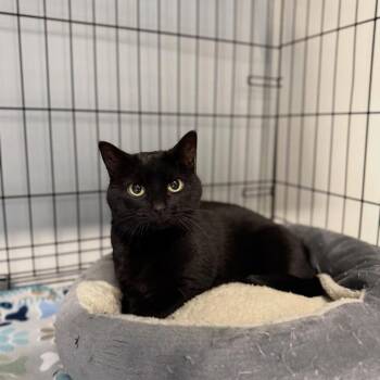 Spooks -  Domestic Short Hair Cat for Adoption in Cortland, Ohio - Spooks | PetCurious