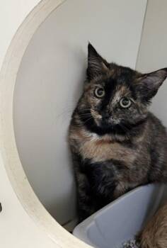 Aura -  Domestic Short Hair Cat for Adoption in Pequot Lakes, Minnesota - Aura | PetCurious