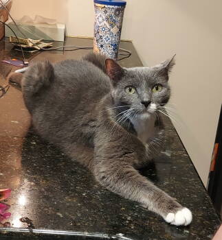 Rescue Domestic Short Hair Cats for Adoption in Philadelphia, Pennsylvania - Applesauce | PetCurious