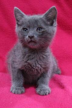 Jordan -  Domestic Short Hair Cat for Adoption in Vacaville, California - Jordan | PetCurious