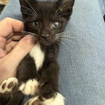Sven -  Tuxedo Cat for Adoption in Columbia, South Carolina - Sven | PetCurious
