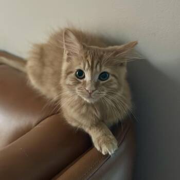 Wilma -  Domestic Long Hair Cat for Adoption in Seymour, Tennessee - Wilma | PetCurious
