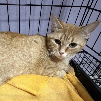 Hope -  Domestic Short Hair Cat for Adoption in Rochester, Minnesota - Hope | PetCurious