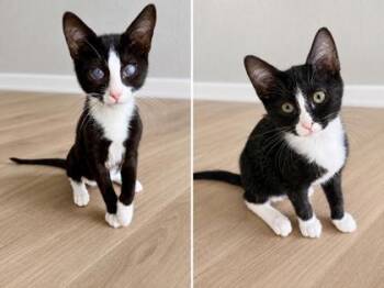 Tucker -  Domestic Short Hair Cat for Adoption in Venice, Florida - Tucker | PetCurious