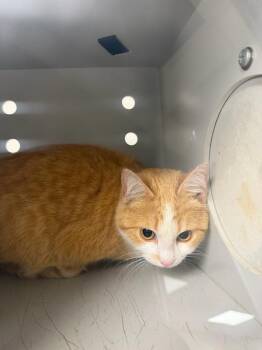 Domestic Short Hair Cats Available for Adoption in Greenfield, Indiana - Coconut | PetCurious