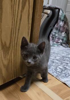 Russian Blue and American Shorthair Cats Available for Adoption - Silver-kj | PetCurious