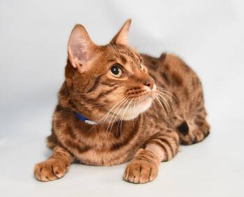Ocicat Cats Available for Adoption - DR WATSON | PetCurious