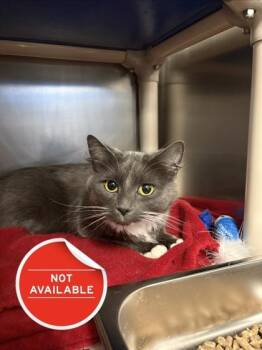 Domestic Medium Hair and Domestic Short Hair Cats Available for Adoption - Miranda | PetCurious