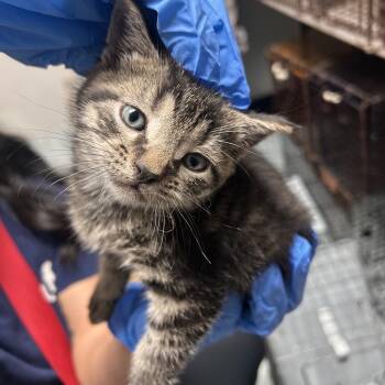 Domestic Short Hair Cats Available for Adoption in Philadelphia, Pennsylvania - Wokeman | PetCurious