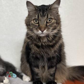 Domestic Long Hair Cats Available for Adoption in Glenwood Springs, Colorado - Wiley | PetCurious